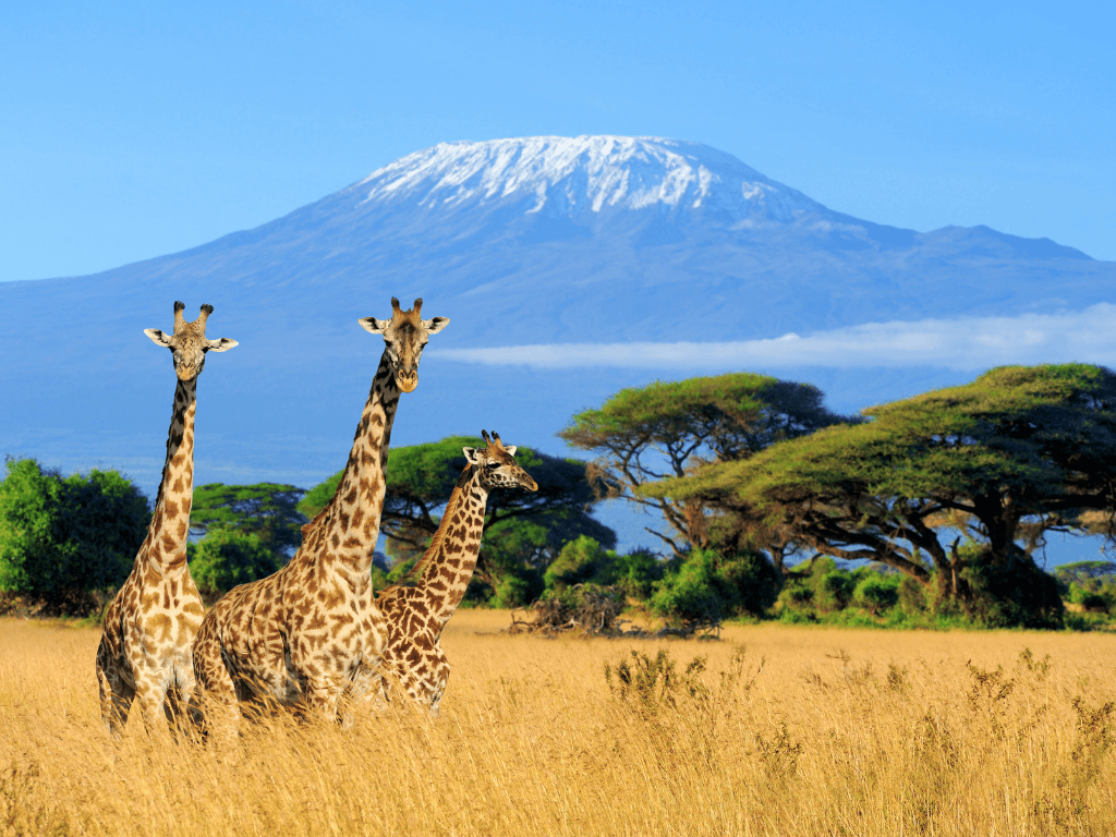Kenya Esencial