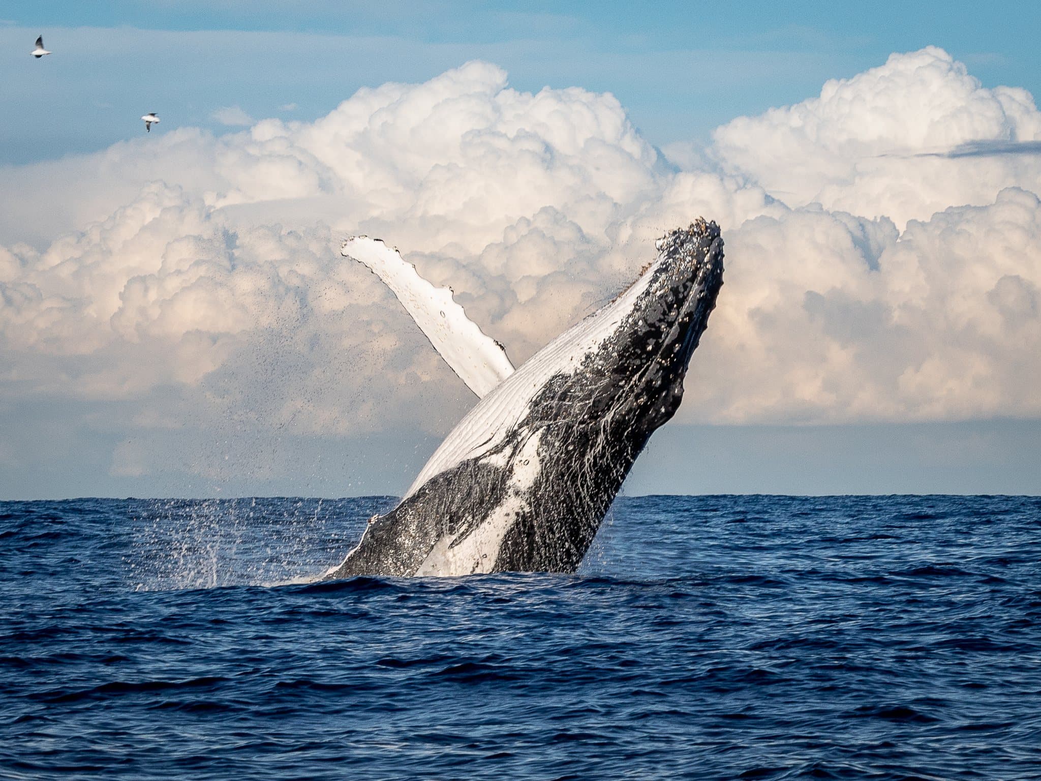Canadá y Ballenas